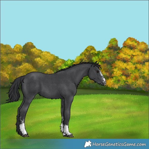 Horse Color:Black Sabino