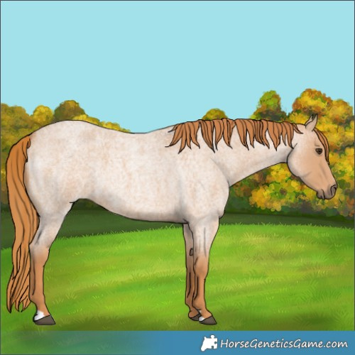 Horse Color:Red Roan 