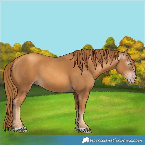 Horse Color:Gray Gold Champagne