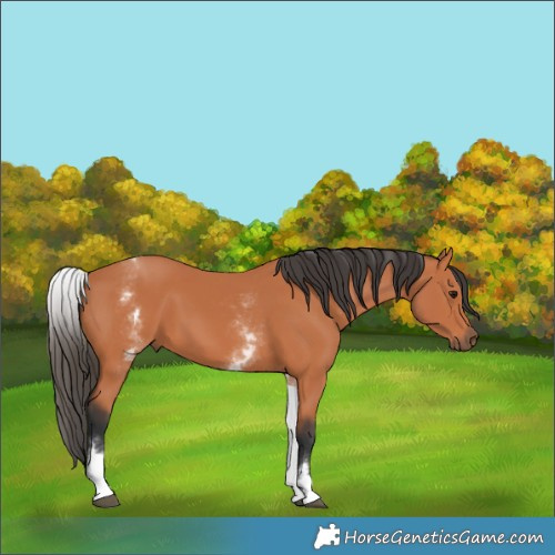 Horse Color:Unknown 