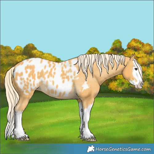 Horse Color:Palomino Splash Blanket 
