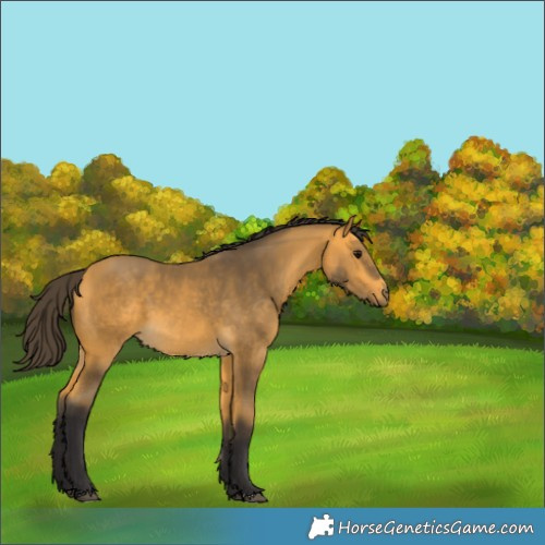 Horse Color:Buckskin