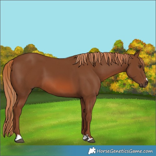 Horse Color:Chestnut 
