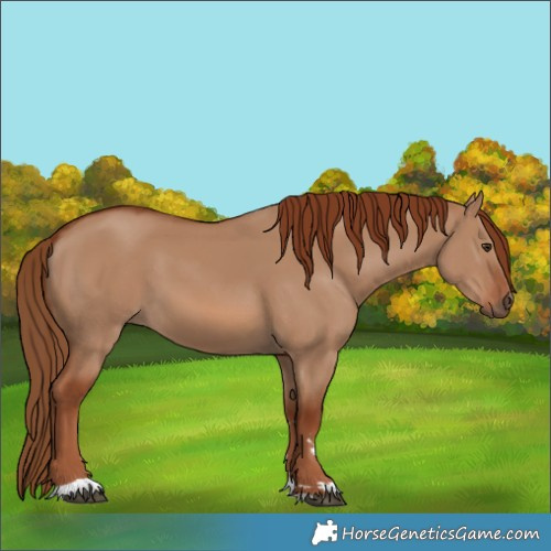 Horse Color:Red Dun 