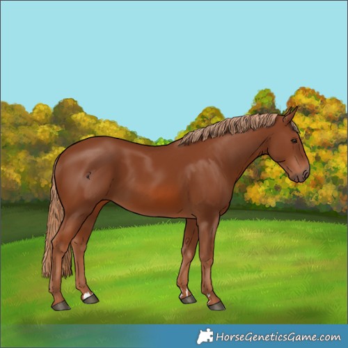 Horse Color:Chestnut 