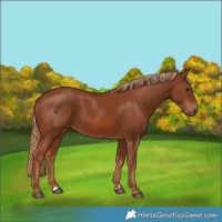 Horse Color:Chestnut 
