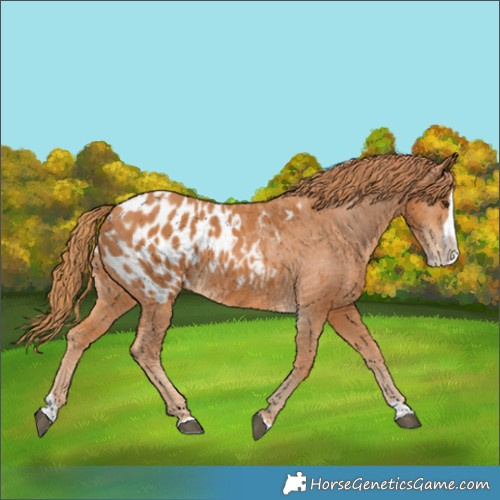 Horse Color:Chestnut Splash Appaloosa