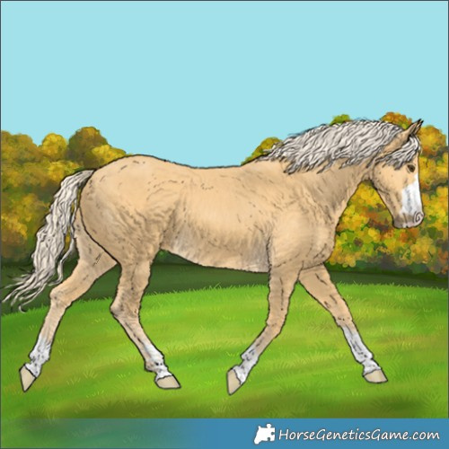 Horse Color:Palomino