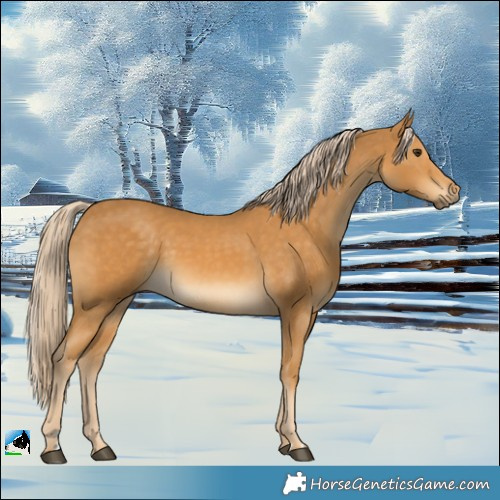 Horse Color:Palomino 