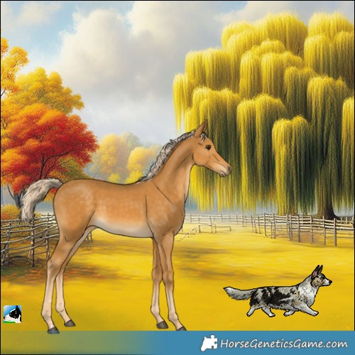 Horse Color:Palomino