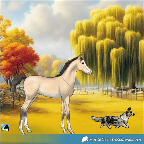 Horse Color:Buckskin Sabino Splash Rabicano