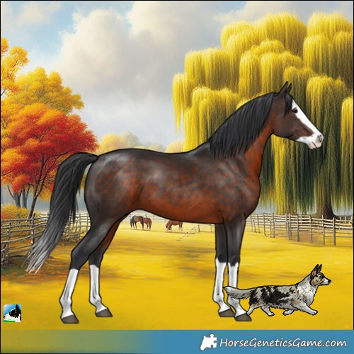 Horse Color:Brown Splash