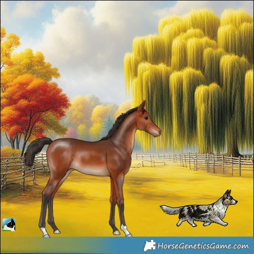 Horse Color:Bay Rabicano 