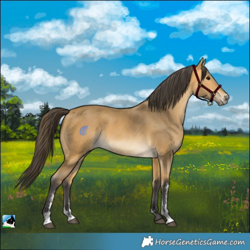 Horse Color:Buckskin Sabino Rabicano 