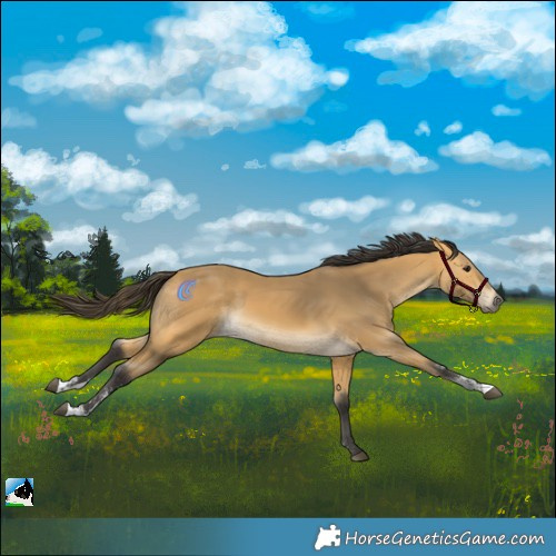 Horse Color:Buckskin Sabino Rabicano 