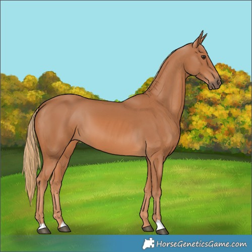 Horse Color:Chestnut 