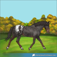 Horse Color:Liver Chestnut Appaloosa
