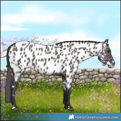 Horse Color:Grullo Appaloosa 