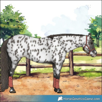 Horse Color:Grullo Near Leopard