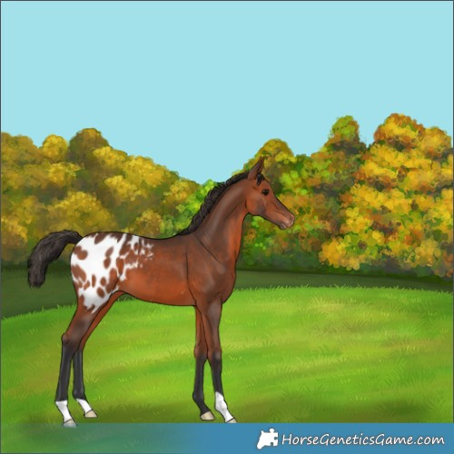 Horse Color:Bay Appaloosa 
