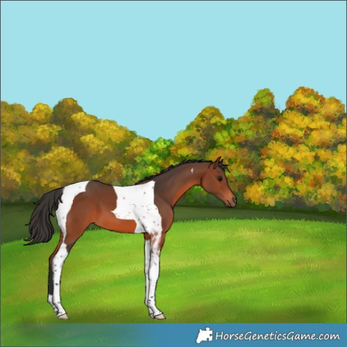 Horse Color:Brown Tobiano