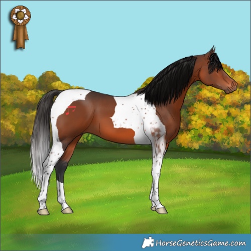 Horse Color:Brown Tobiano 
