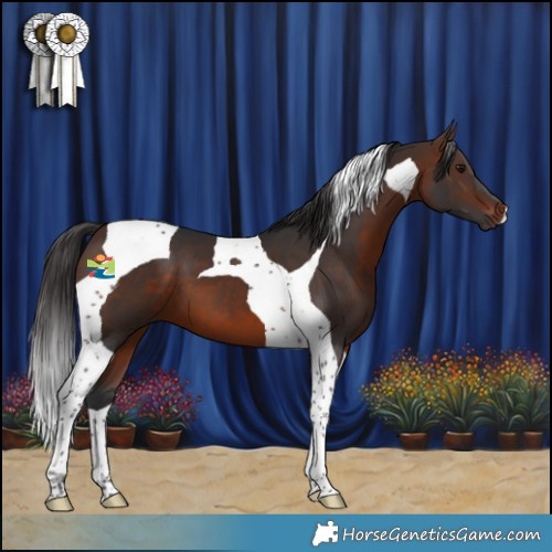 Horse Color:Brown Tobiano