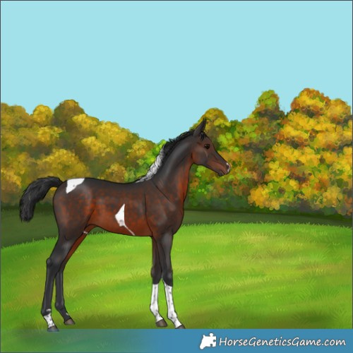 Horse Color:Brown Tobiano 