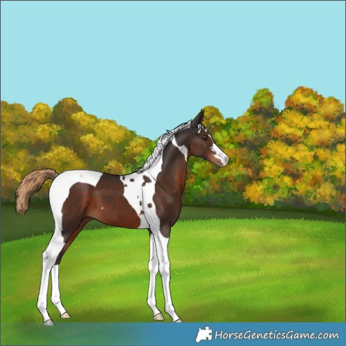 Horse Color:Liver Chestnut Tobiano 