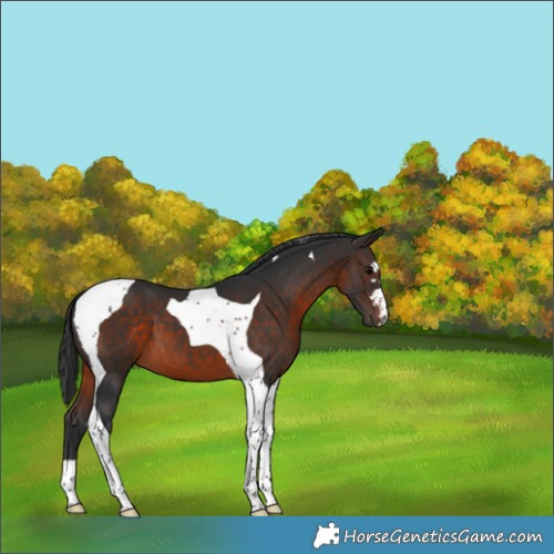 Horse Color:Brown Tobiano 