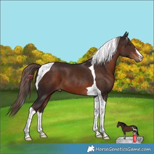 Horse Color:Liver Chestnut Tobiano 