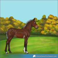 Horse Color:Gray Silver Bay Tobiano