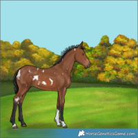 Horse Color:White Spotted Bay Tobiano 