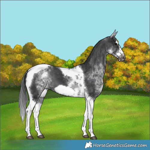 Horse Color:White Spotted Black Splash Tobiano Frame Appaloosa