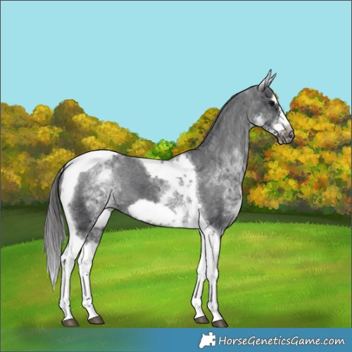 Horse Color:White Spotted Black Splash Tobiano Frame Appaloosa