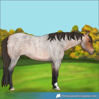 Horse Color:Bay Roan 