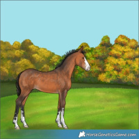 Horse Color:Bay 