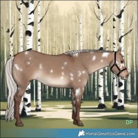 Horse Color:White Spotted Silver Bay Dun