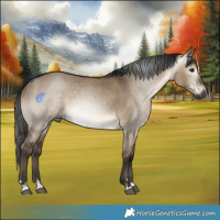 Horse Color:Gray Brown Dun 