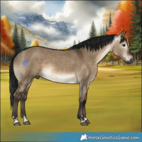 Horse Color:Gray Brown Dun 