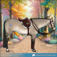 Horse Color:Gray Brown Dun