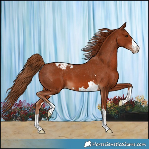 Horse Color:Chestnut Varnish 