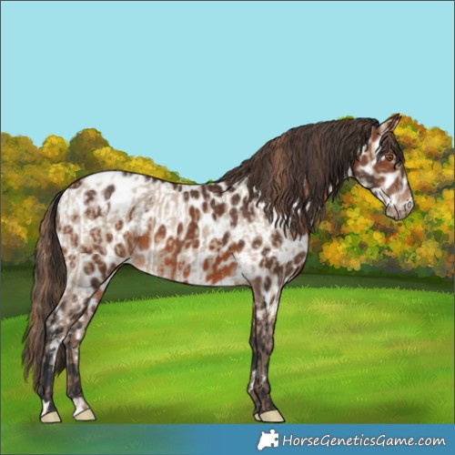 Horse Color:Classic Champagne Dun Appaloosa and Brown Appaloosa