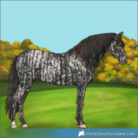 Horse Color:Classic Champagne Roan Dun  and Black Varnish 