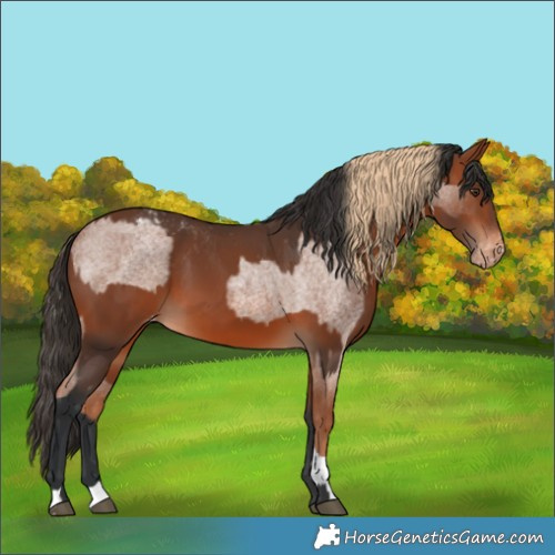 Horse Color:Red Roan Tobiano Appaloosa  and Bay Appaloosa 