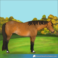 Horse Color:Gray Buckskin Rabicano 