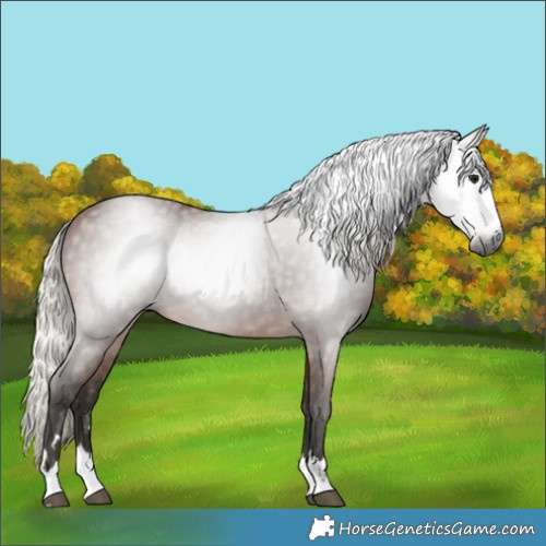 Horse Color:Gray Silver Bay