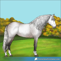 Horse Color:Gray Silver Bay 