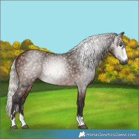 Horse Color:Gray Silver Bay
