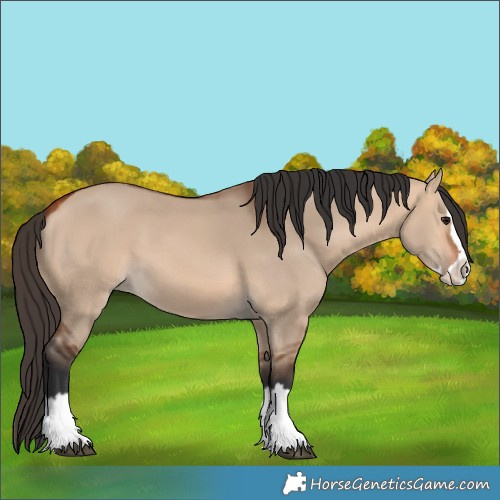 Horse Color:Bay Dun Splash 